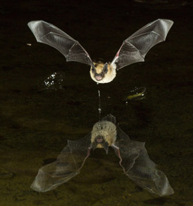 bat